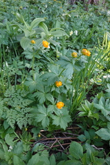 Trollius asiaticus