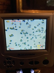 Cortinarius rubiginosus