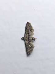 Sufetula