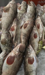 Epinephelus coioides