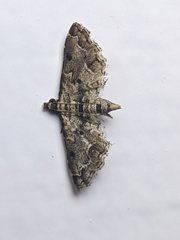 Sufetula