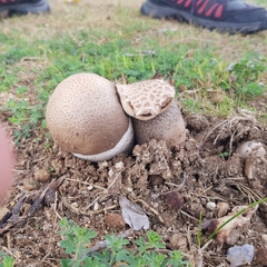 Fungi