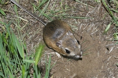 Dipodomys heermanni