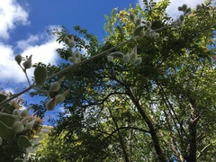 Malacothamnus jonesii