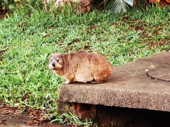 Procavia capensis capensis
