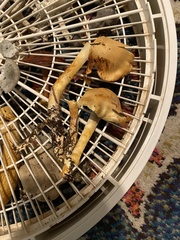 Cortinarius rubiginosus