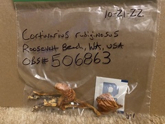 Cortinarius rubiginosus