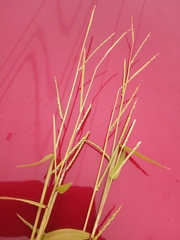 Urochloa platyphylla