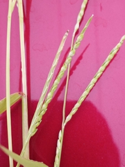 Urochloa platyphylla