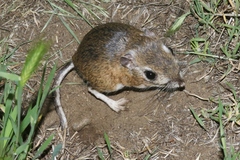 Dipodomys heermanni