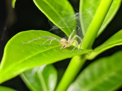 Cheiracanthiidae