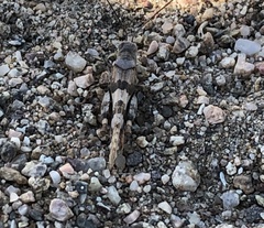 Trimerotropis californica