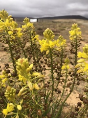 Bulbine abyssinica