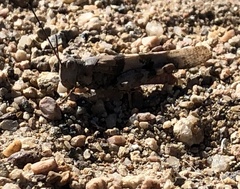 Trimerotropis californica