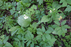 Aegopodium podagraria