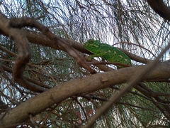 Chamaeleo chamaeleon chamaeleon
