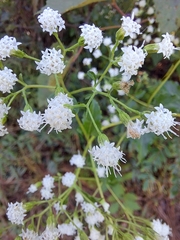 Ageratina jucunda