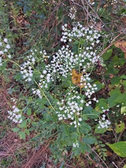 Ageratina jucunda