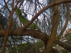 Chamaeleo chamaeleon chamaeleon