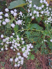 Ageratina jucunda