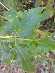 Ageratina jucunda