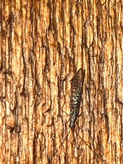 Eremochrysa punctinervis