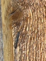 Eremochrysa punctinervis