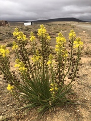 Bulbine abyssinica