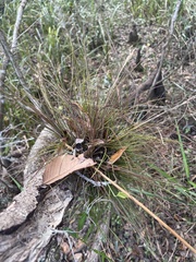 Tillandsia setacea