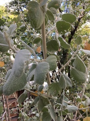 Malacothamnus jonesii