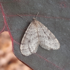 Operophtera bruceata