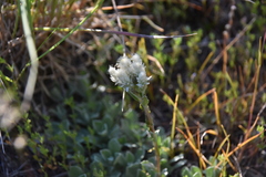 Antennaria parvifolia