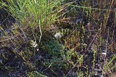 Antennaria parvifolia