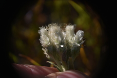 Antennaria parvifolia