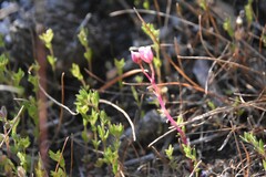 Veronica verna