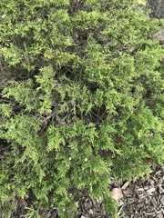 Juniperus horizontalis