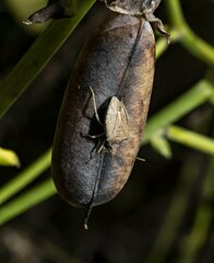 Euschistus variolarius