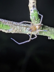 Cheiracanthiidae