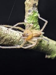 Cheiracanthiidae
