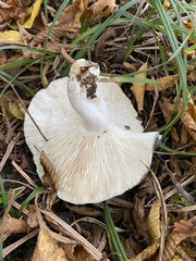 Heterophyllidia