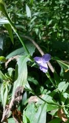 Tradescantia subaspera