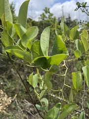 Smilax anceps
