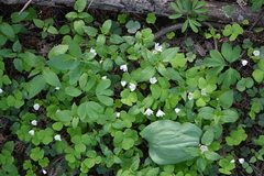 Oxalis acetosella