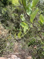 Smilax anceps