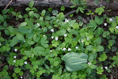 Oxalis acetosella
