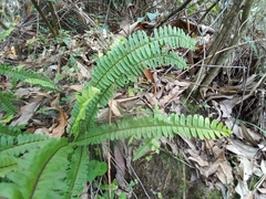 Nephrolepis exaltata