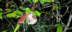Brachygastra