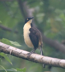 Donacobius atricapilla