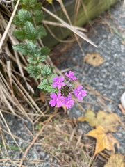 Lantana montevidensis