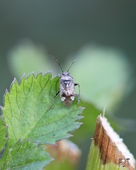 Rhopalidae